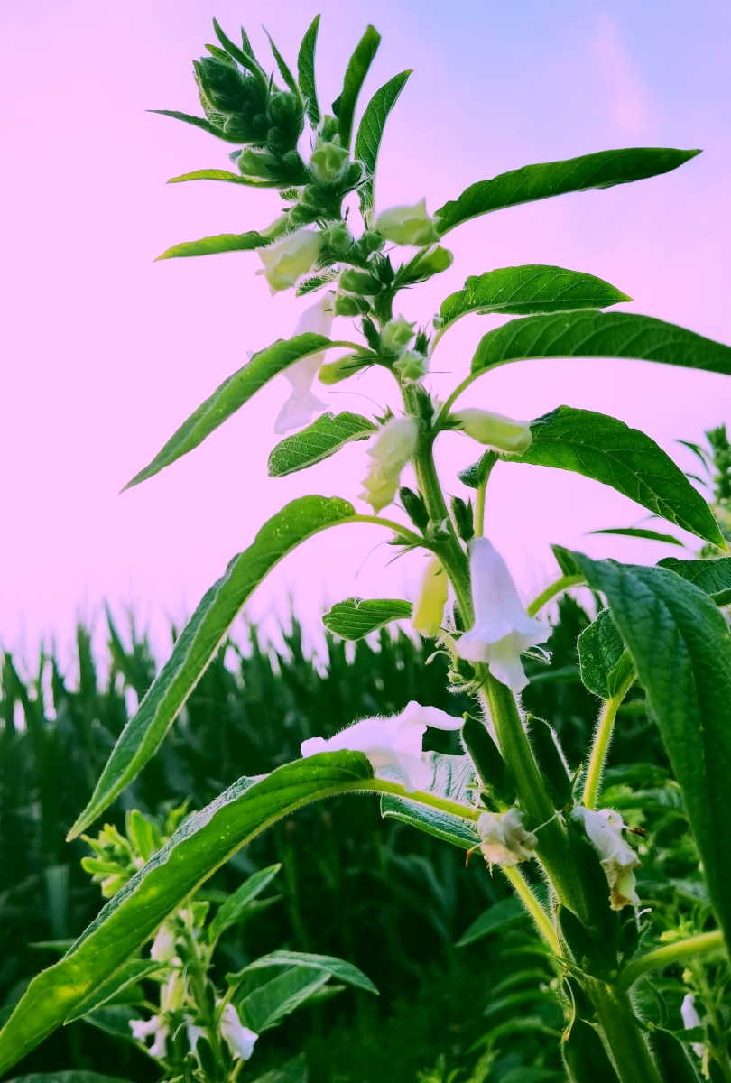 芝麻开花节节高