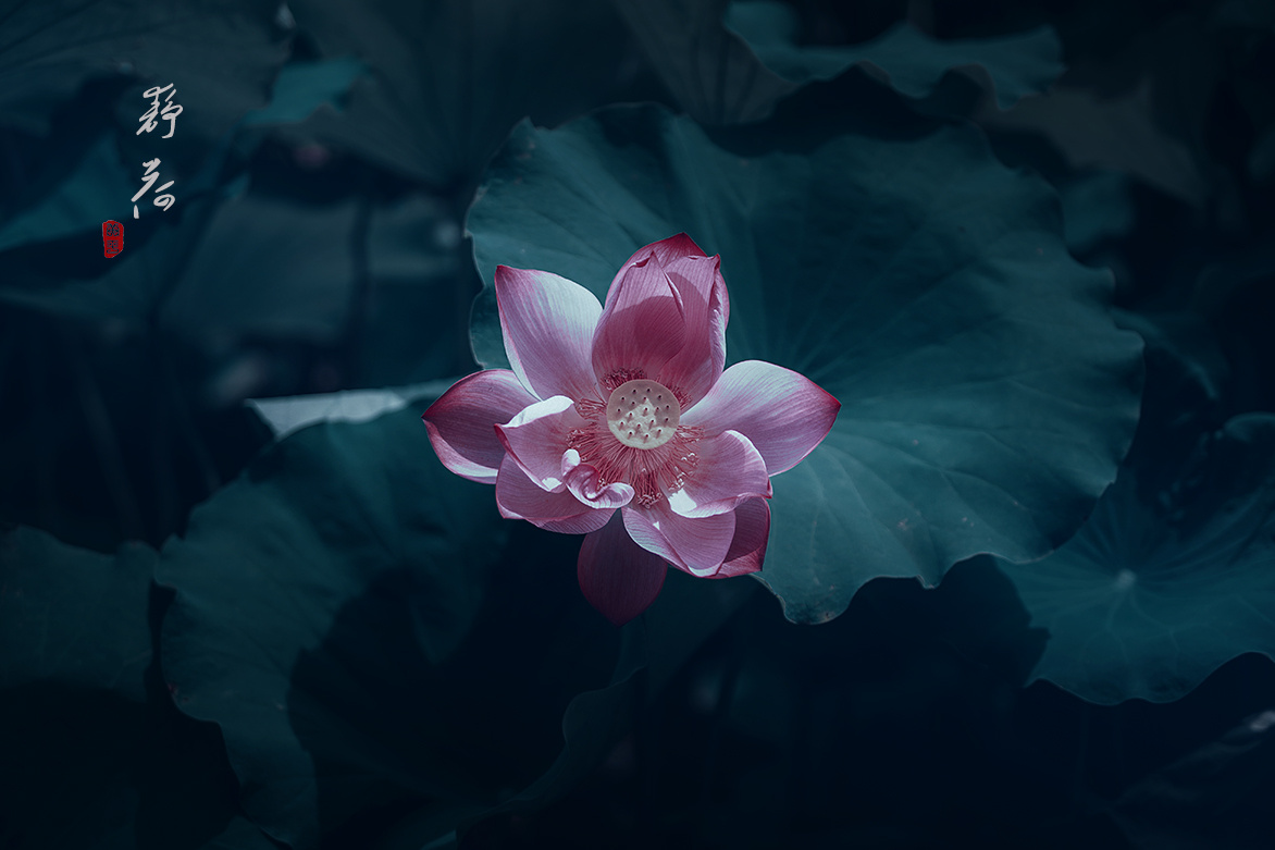 能够让人静下心来的照片