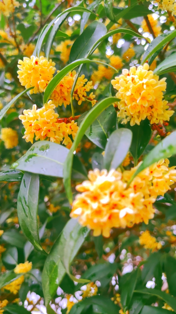 桂花飘香的季节,如酒馥郁桂花飘香的季节,如酒馥郁美好博物馆关注