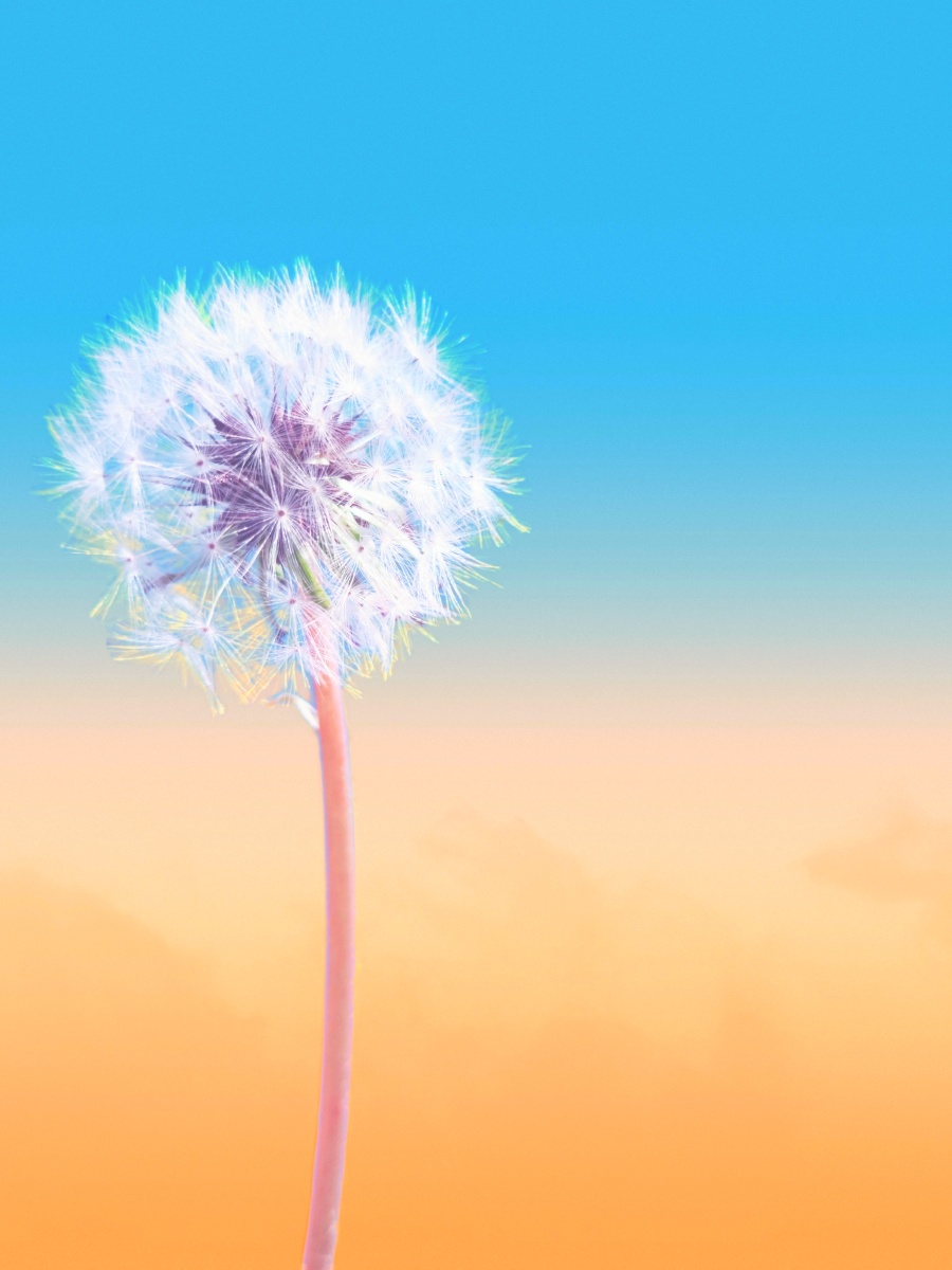 蒲公英的约定