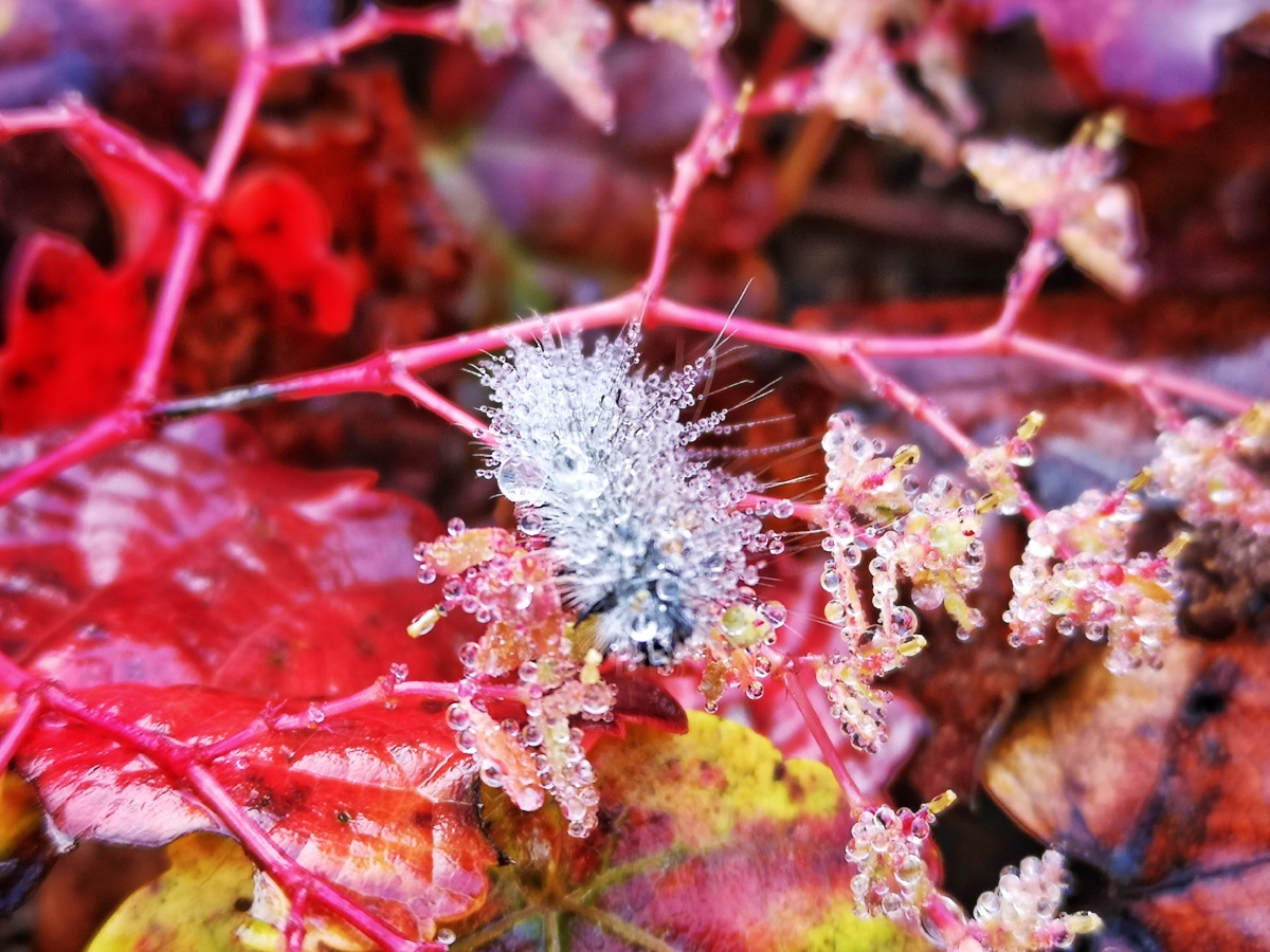 秋露精灵千年冰蚕