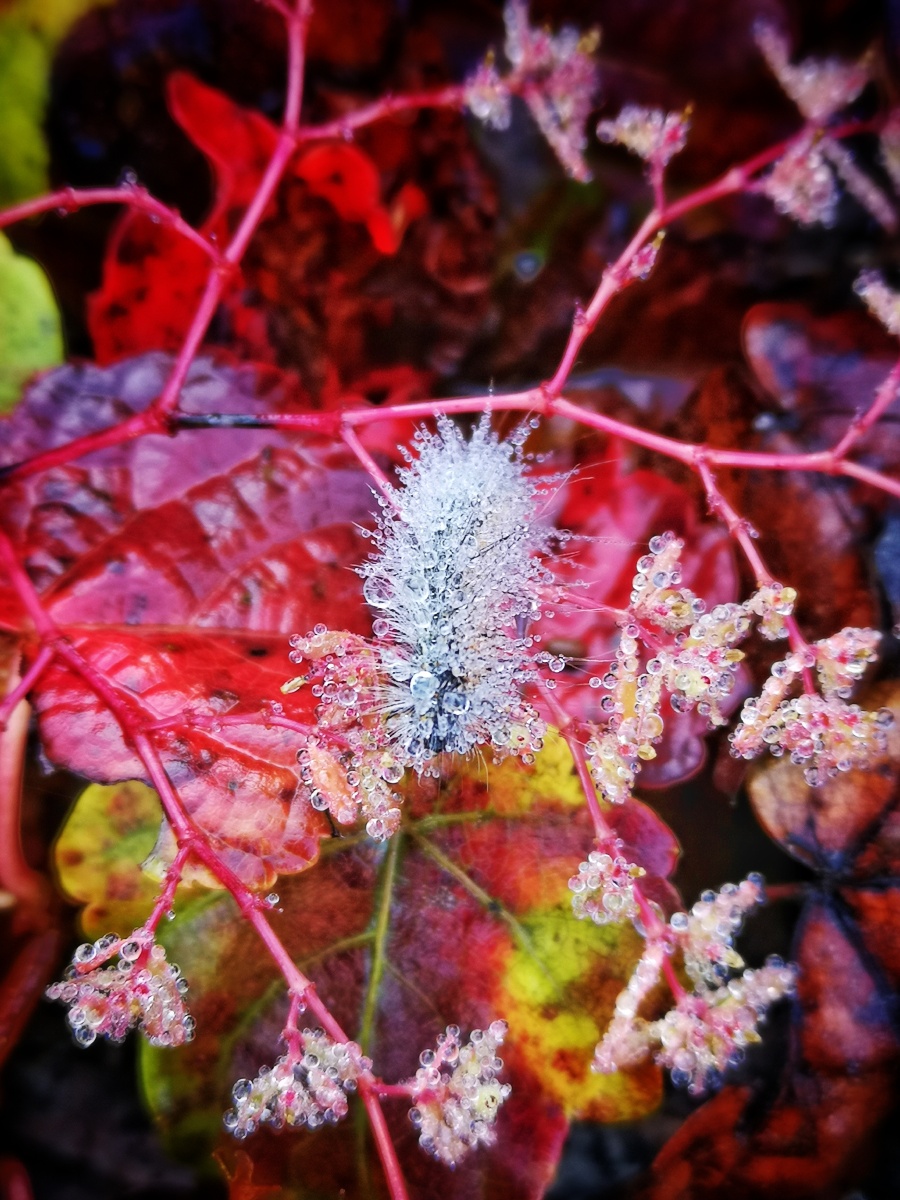 秋露精灵千年冰蚕