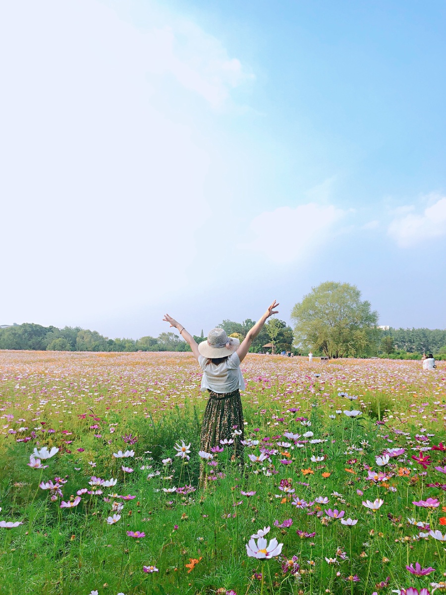 美丽的格桑花带来夏日的清凉和美丽心情美美哒