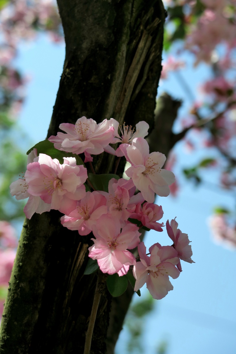 昆明西华园不仅免费清幽纯美叶绿花容海棠缤纷