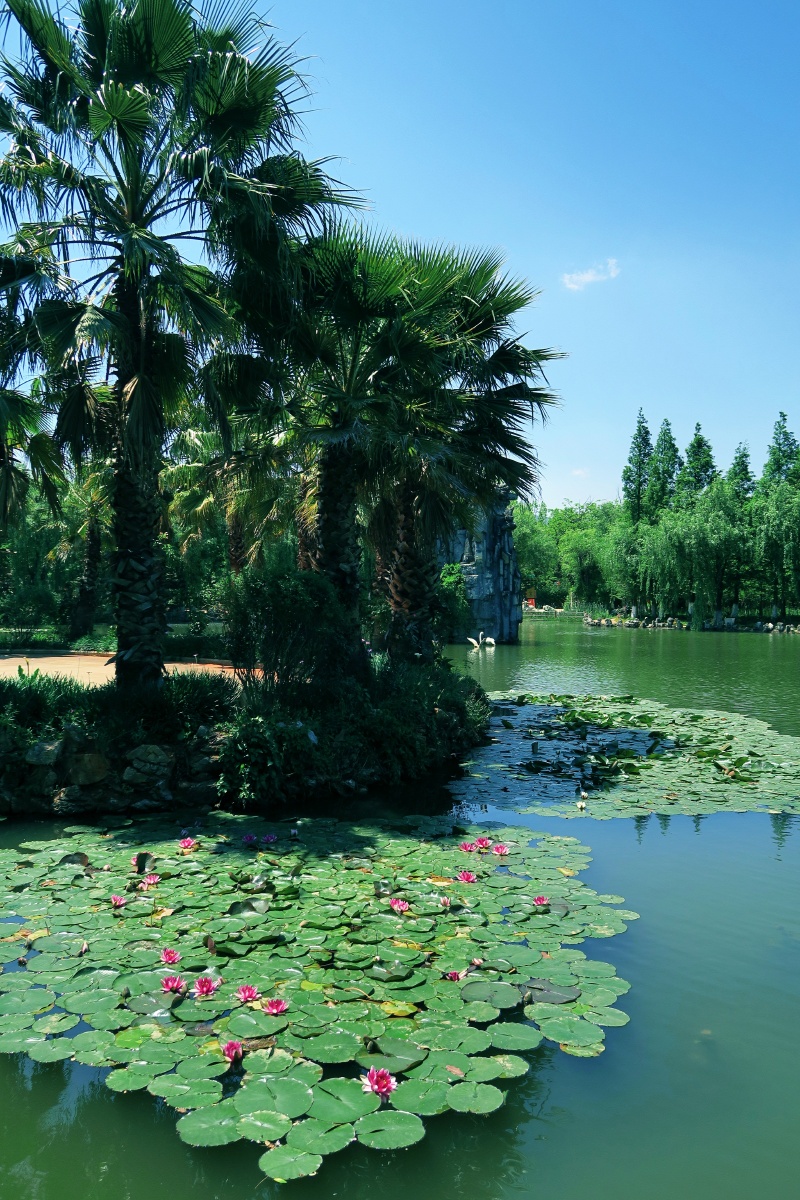 昆明松华坝源头保护地云南丰泽园之一绿野净水透游鱼海菜花