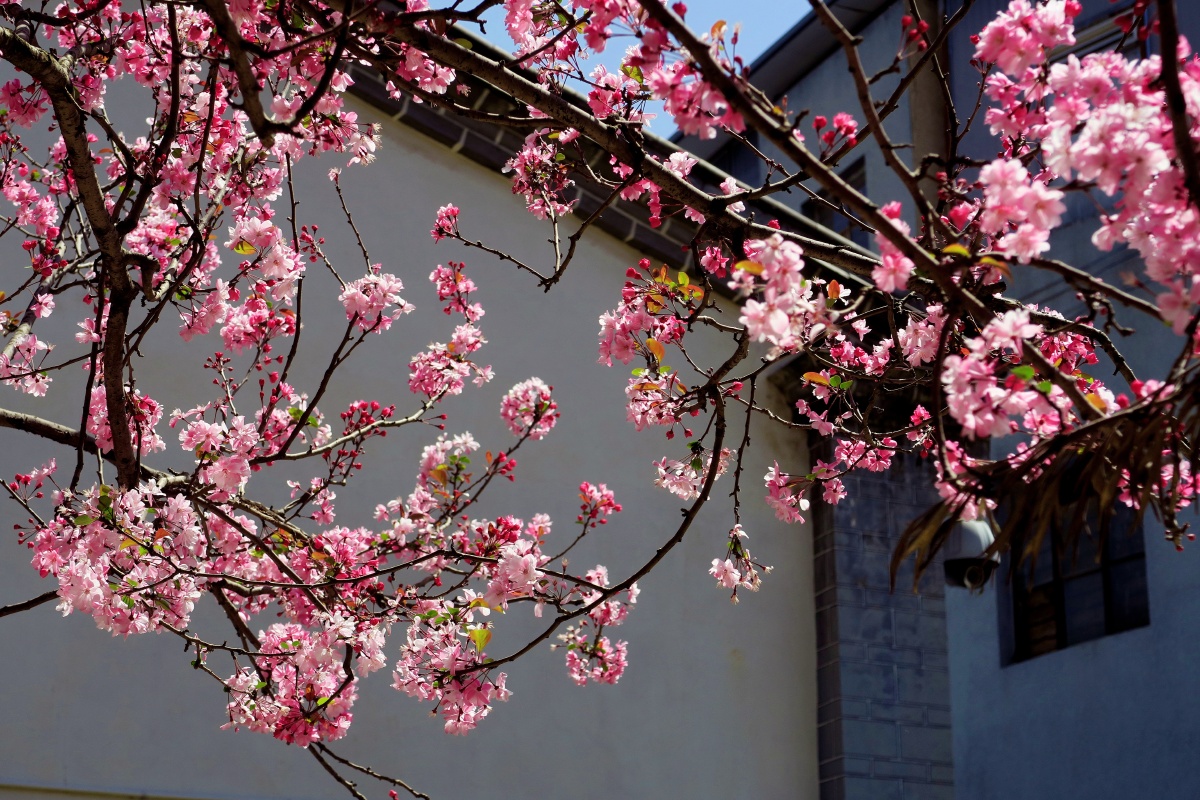 昆明西华园不仅免费清幽纯美叶绿花容海棠缤纷