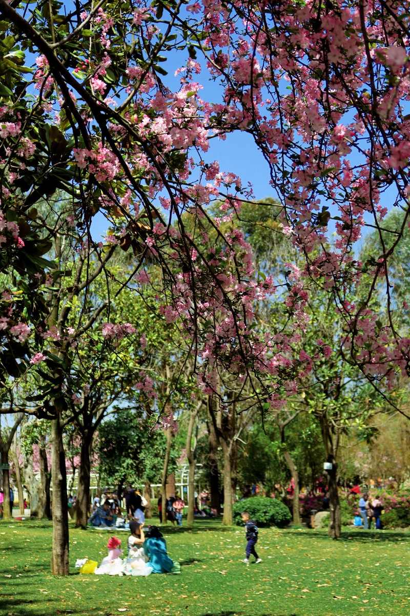 昆明西华园不仅免费清幽纯美叶绿花容海棠缤纷