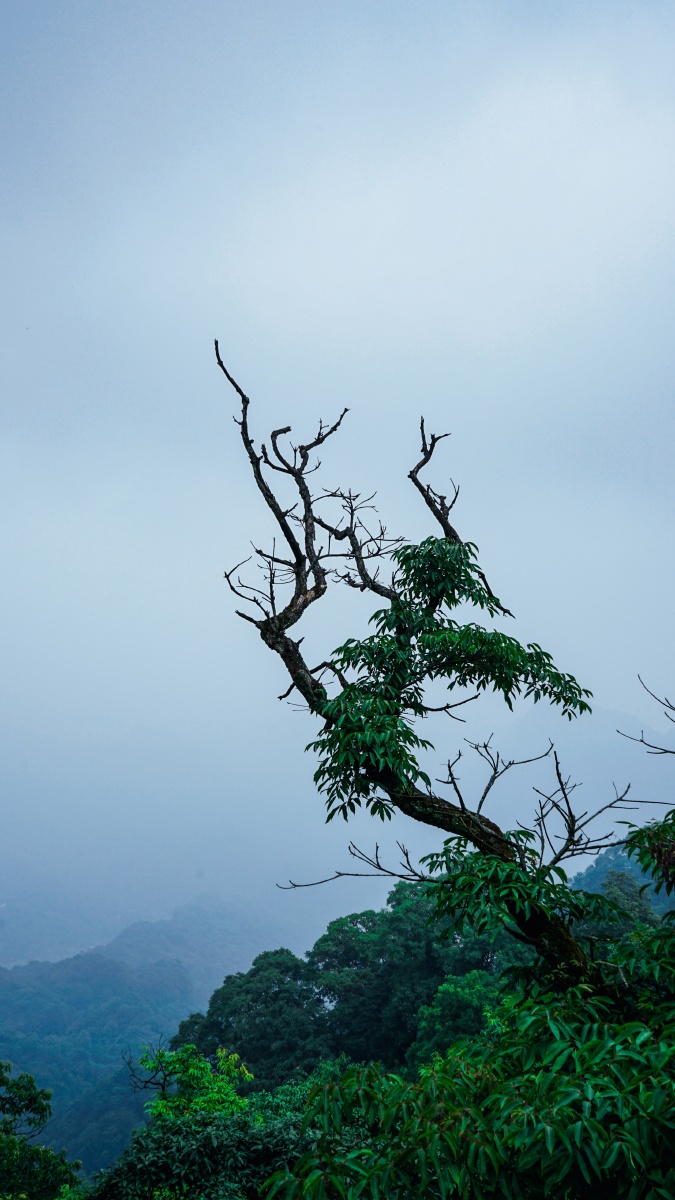 青城山老树古藤