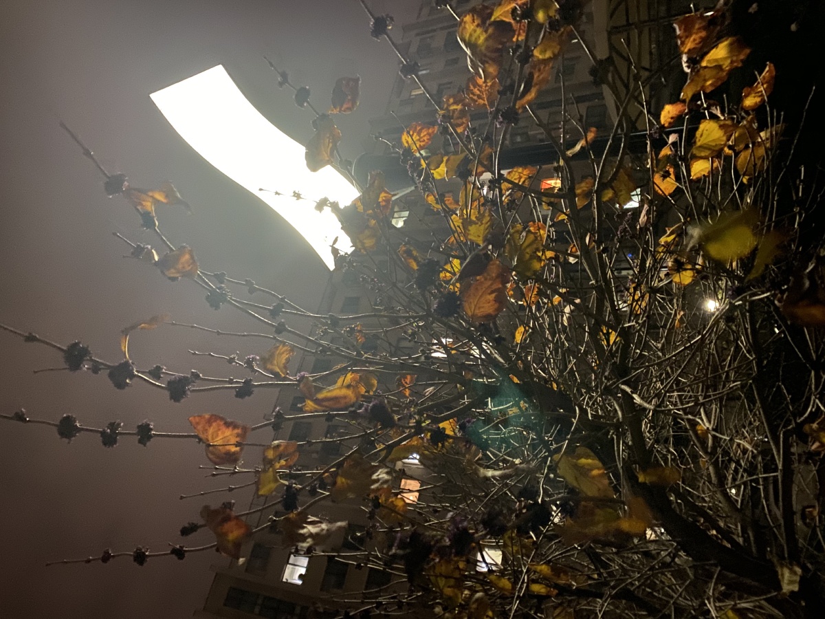 这只是一棵秋天的树在灯光下它却显得好看也许是夜晚的灯光成就了它