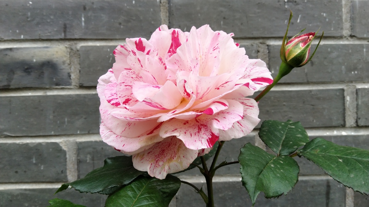 有种月季名为抓破美人脸