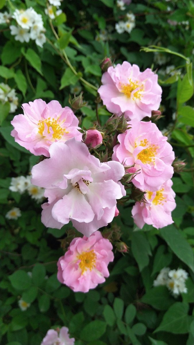 ⑨夏至未至落花纷飞荏苒的春日时光就这样在奢靡的花事中悄无声息的