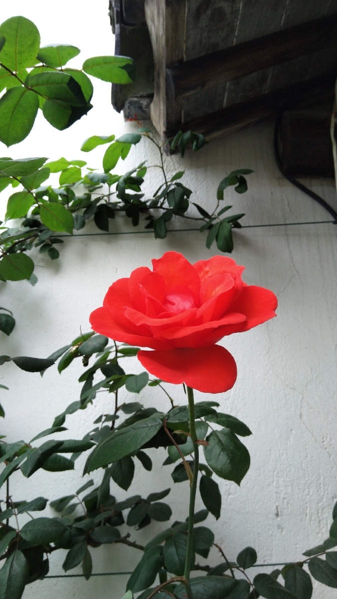 ⑨夏至未至落花纷飞荏苒的春日时光就这样在奢靡的花事中悄无声息的