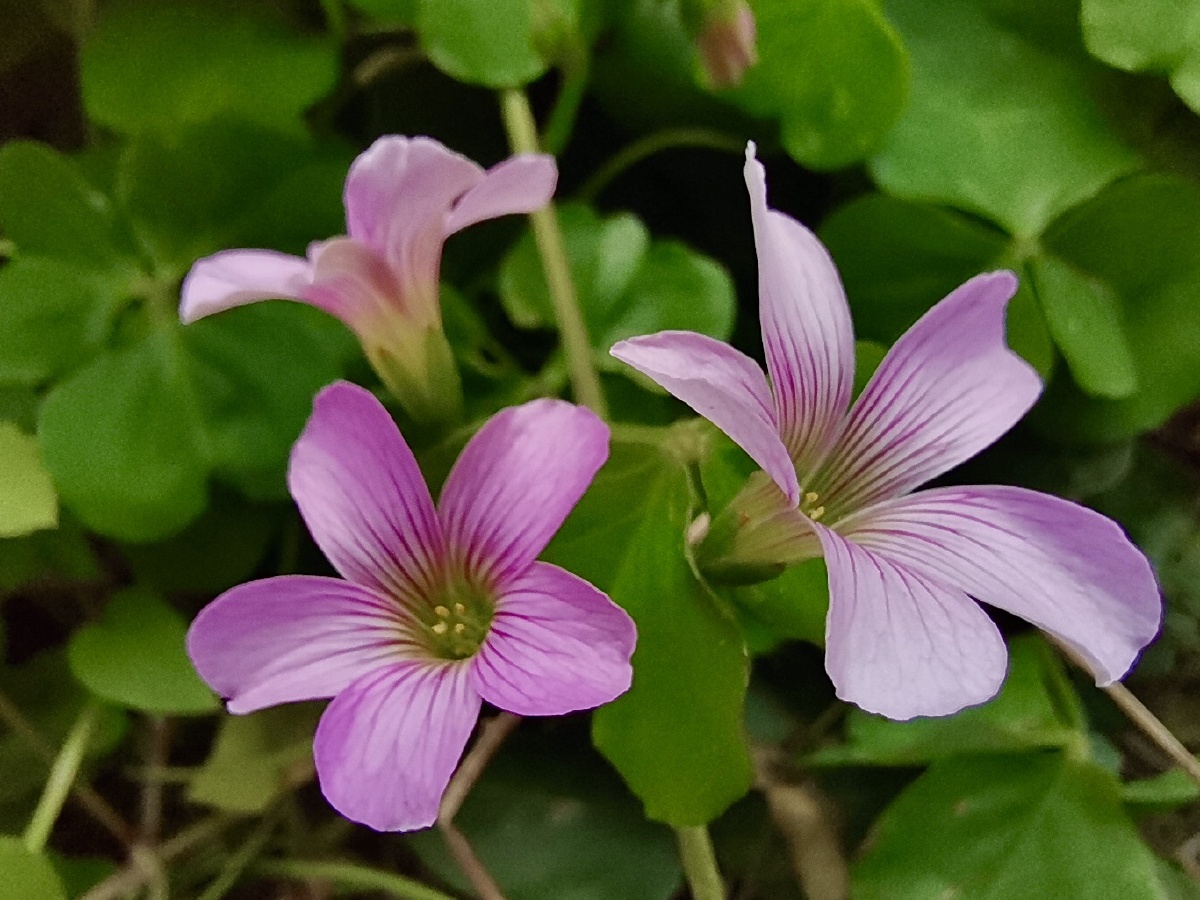 田边的小花,花虽小但却显眼!