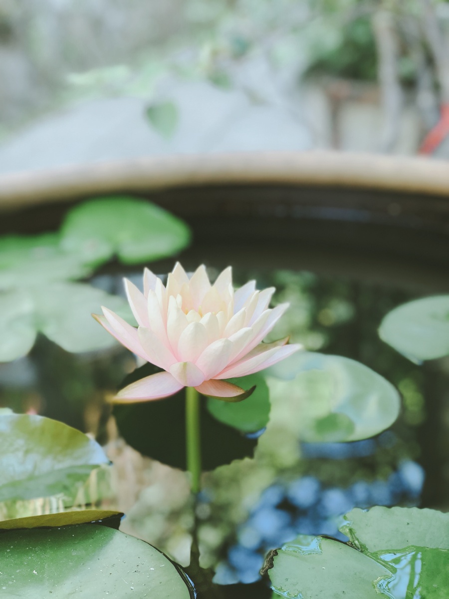 夏天到了～随拍?