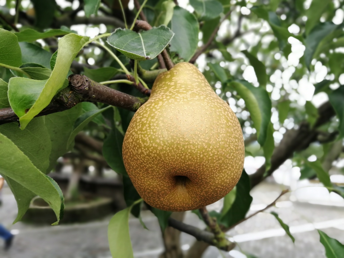 四川省广元市苍溪县梨博园