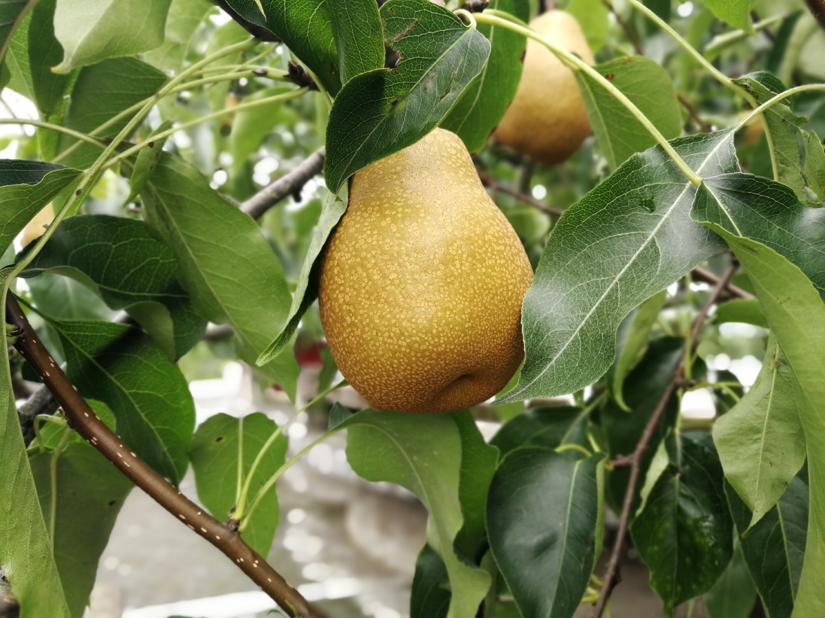 四川省广元市苍溪县梨博园