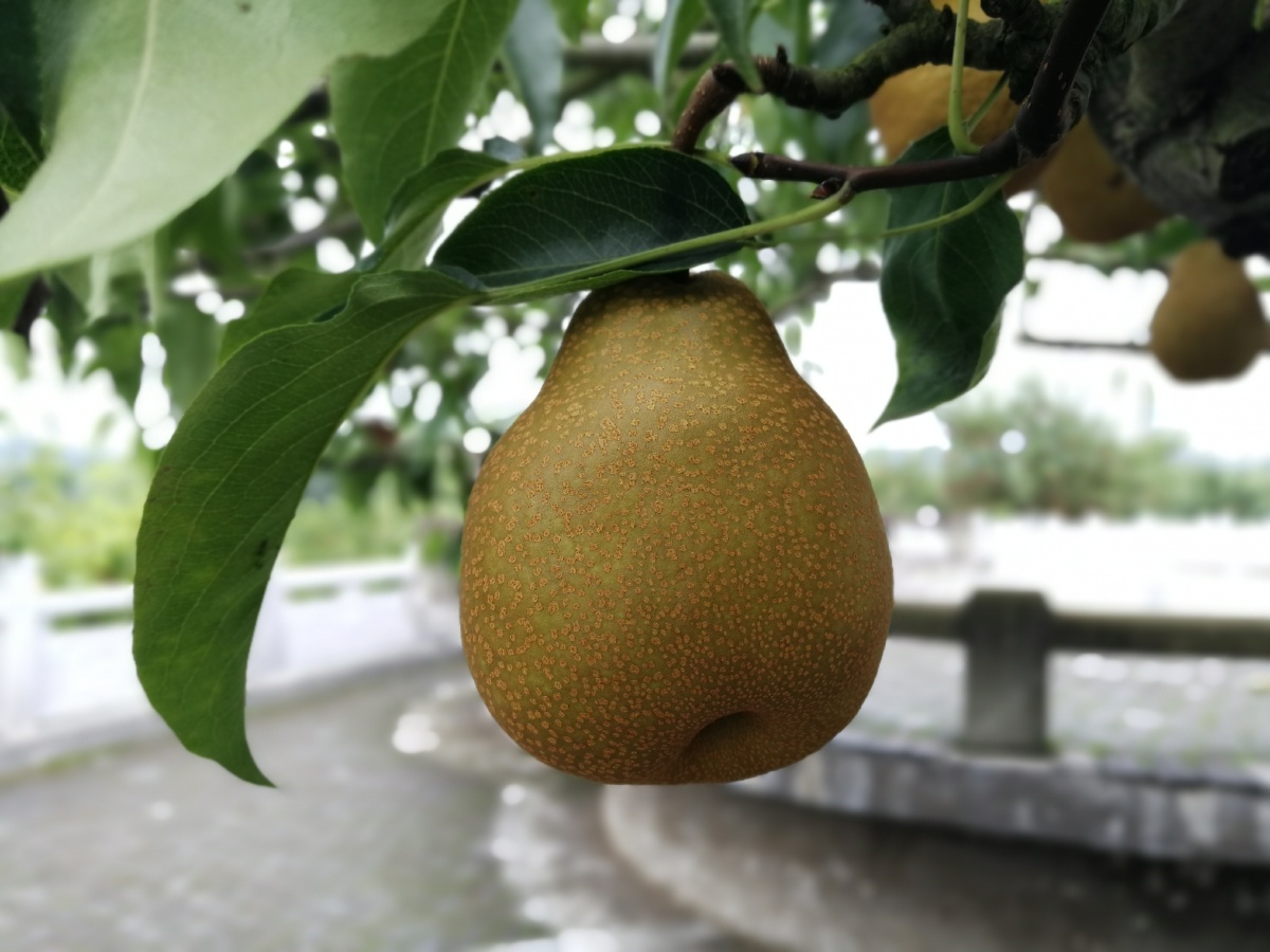 四川省广元市苍溪县梨博园