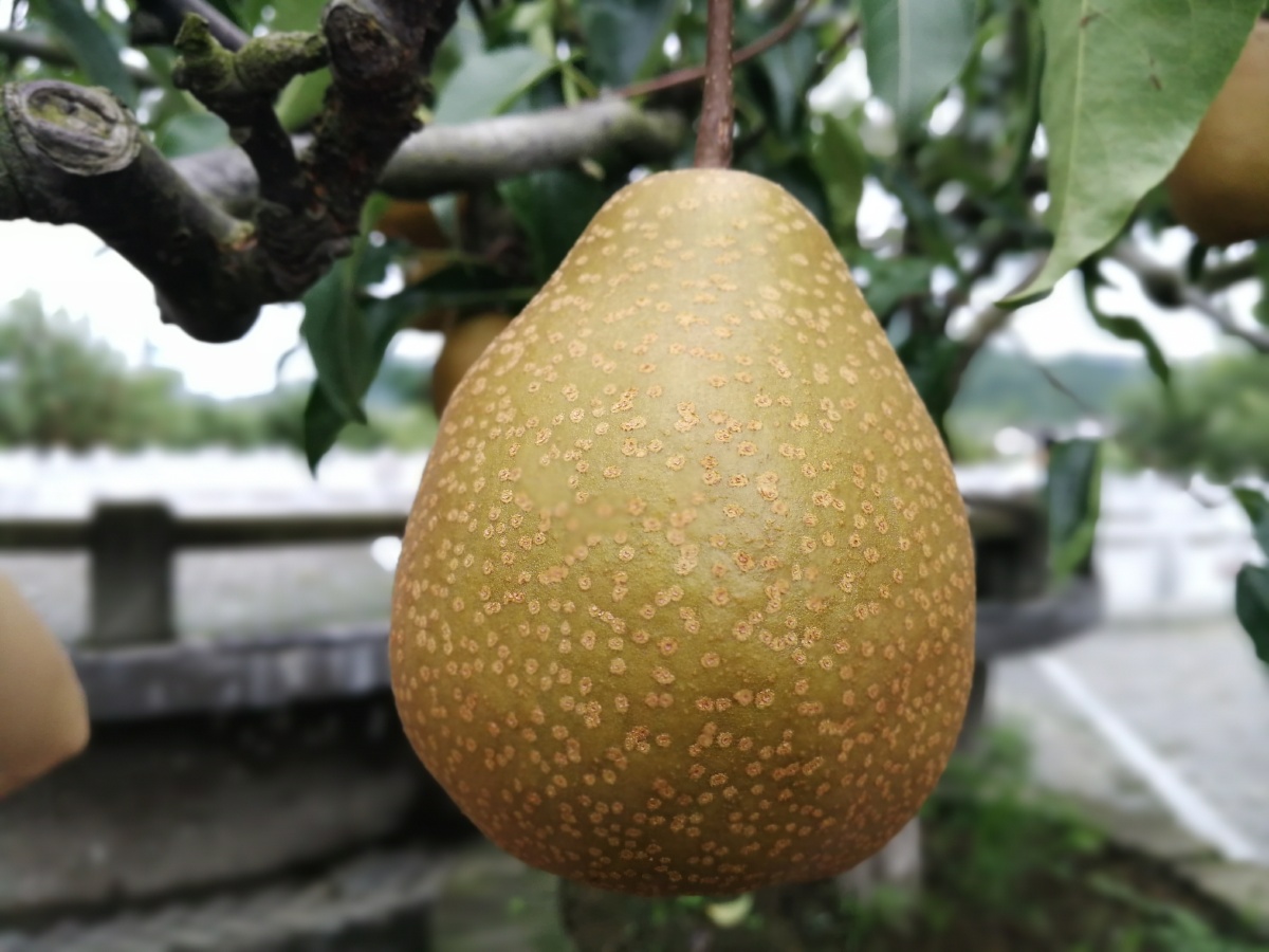 四川省广元市苍溪县梨博园