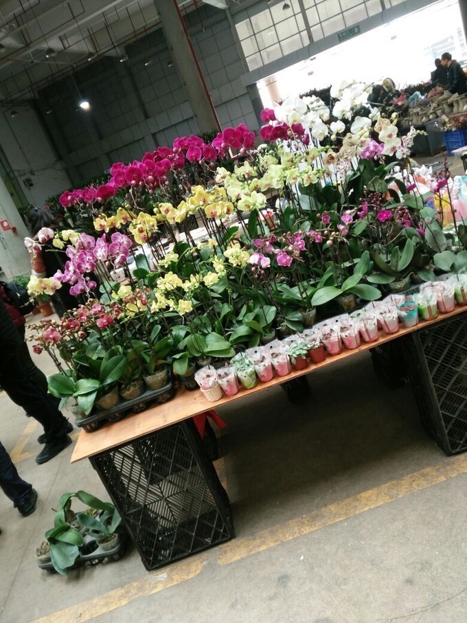 国内知名的鲜花店