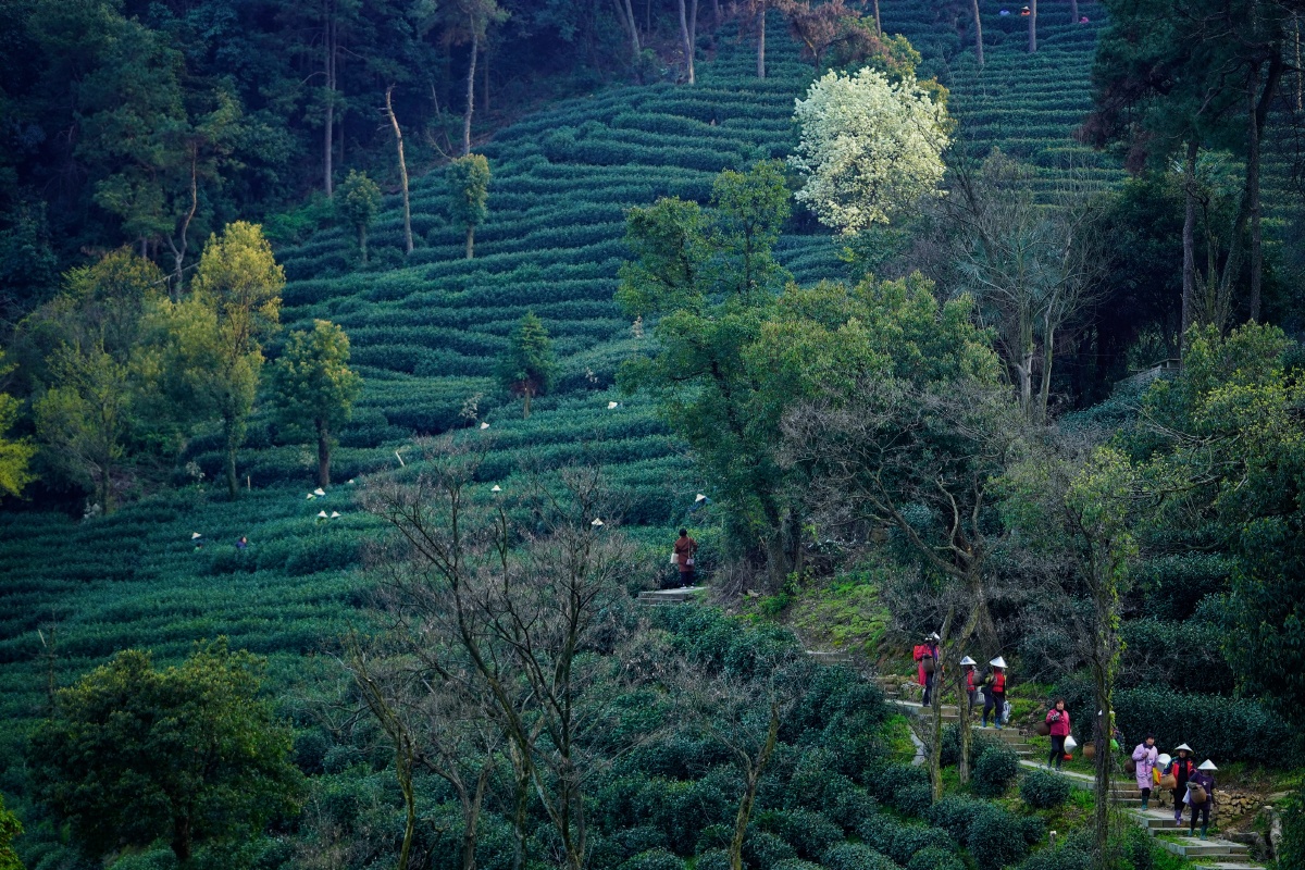 今年的杭州西湖龙井茶园
