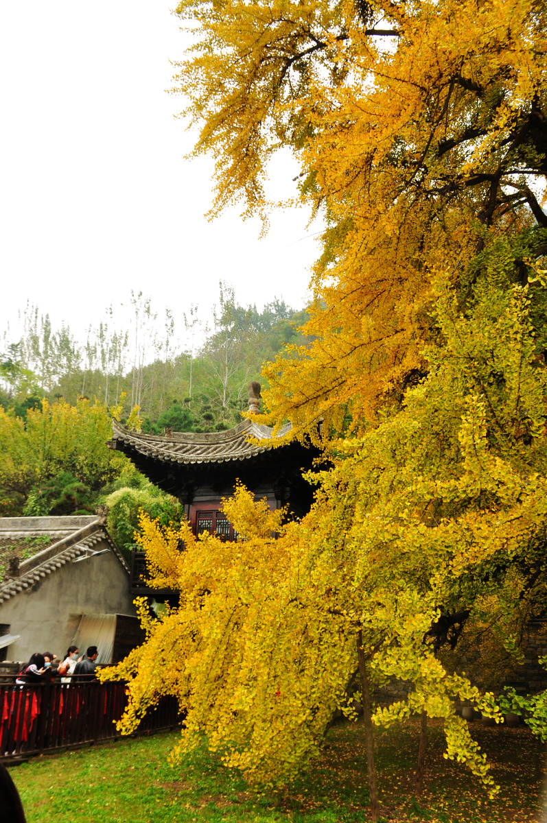 观音禅寺赏秋