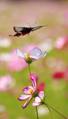 波斯菊之恋（寻觅）