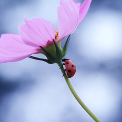 花伞