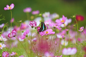 波斯菊之恋（依偎）