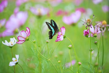 波斯菊之恋（爱慕）