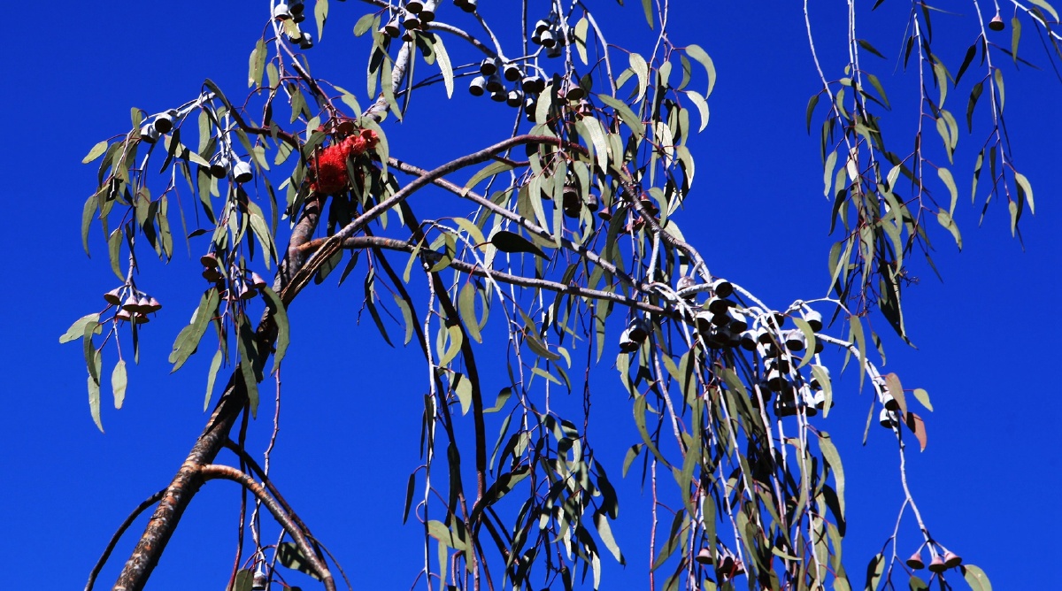 桉树果实fruitofeucalyptus