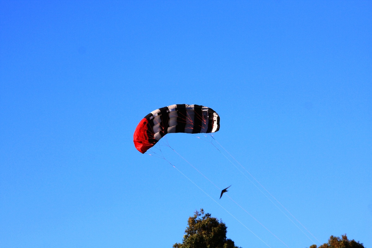 澳洲风筝09australiakite