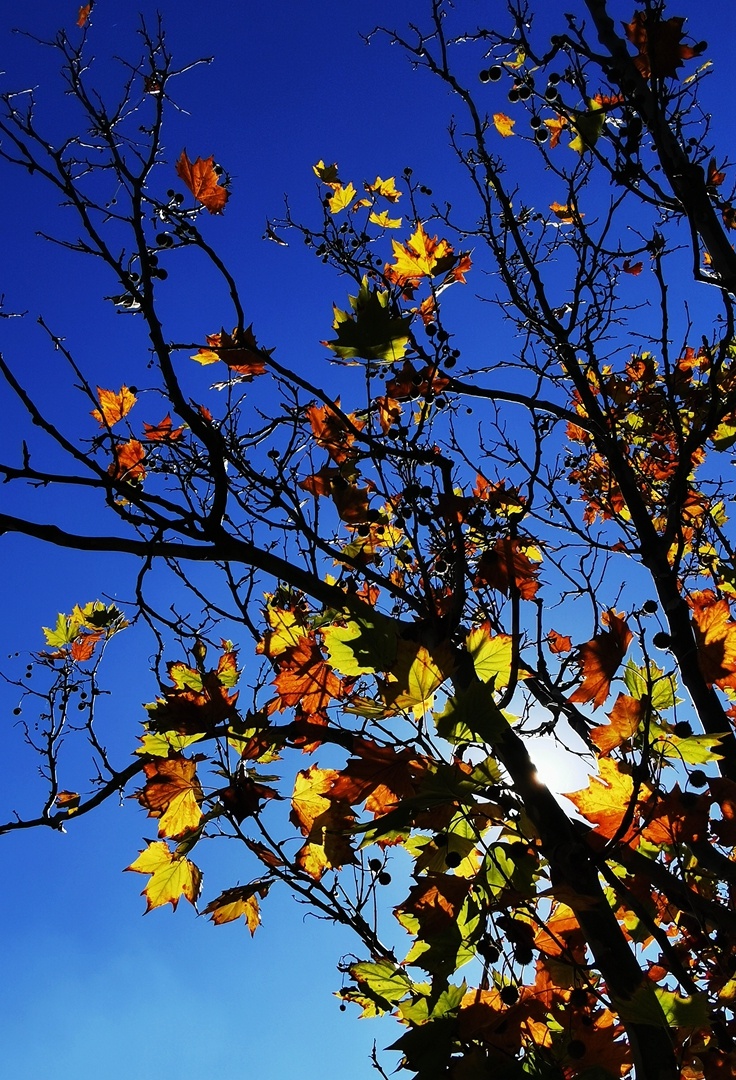 《秋的彩叶》 the colourful leaves of autumn.