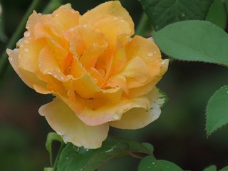 65E87986-B88B-453F-93E1-4919FE604793/L0/001