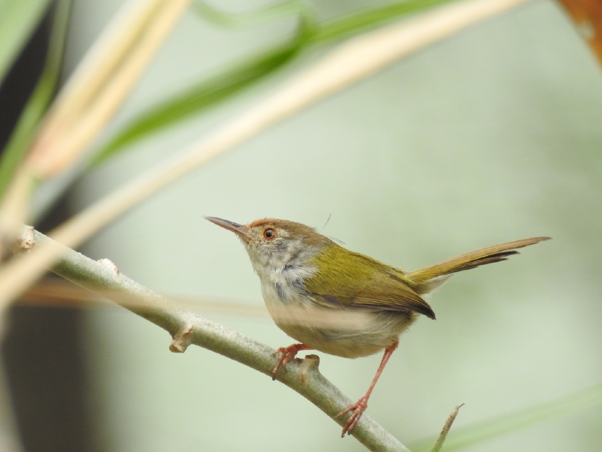 长尾给缝叶莺 长尾缝叶莺,是雀形目扇尾莺科缝叶莺属的鸟类.