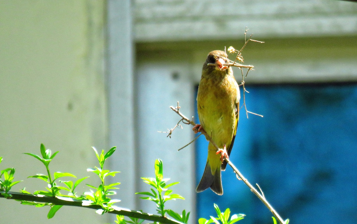准备建房衔草的金翅雀