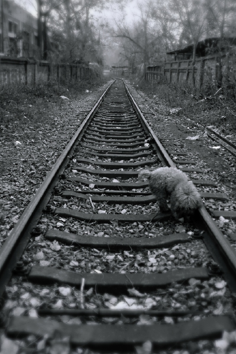 铁道沧桑手机抓拍背景虚化2019年冬季摄于石家庄电厂附近