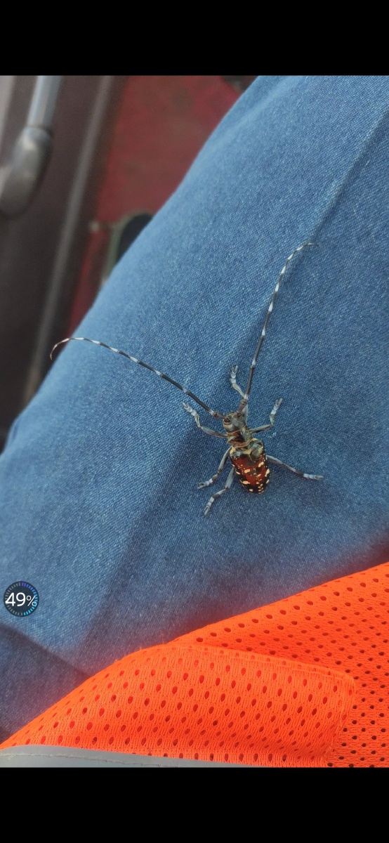 小时候的回忆天牛