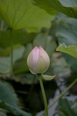 1000036321