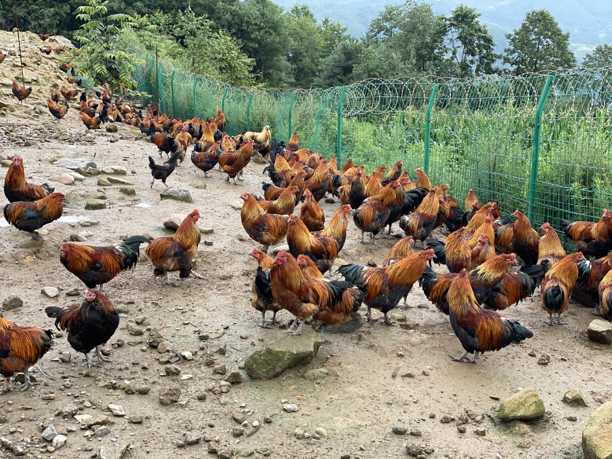 【农产品】产业发展趋势明显改善跑山鸡,纯天然健康产品