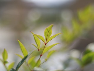 1000041364
