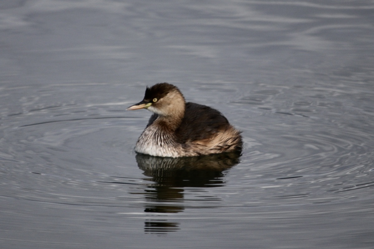 茈碧湖里的小鸊鷉又名油鸭水葫芦油葫芦王八鸭子