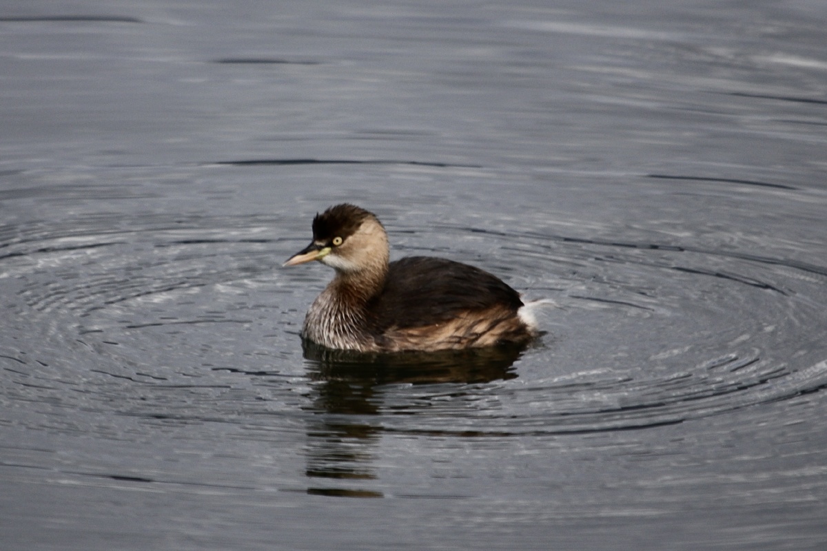 茈碧湖里的小鸊鷉又名油鸭水葫芦油葫芦王八鸭子