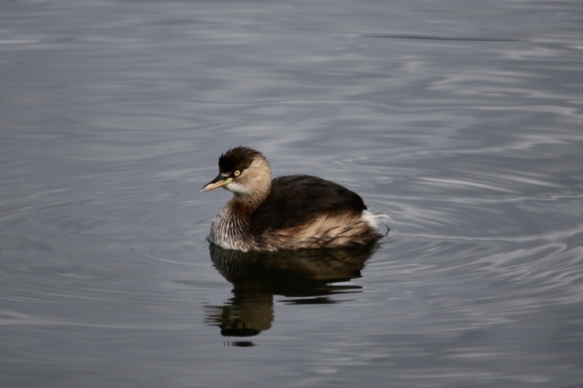 茈碧湖里的小鸊鷉又名油鸭水葫芦油葫芦王八鸭子