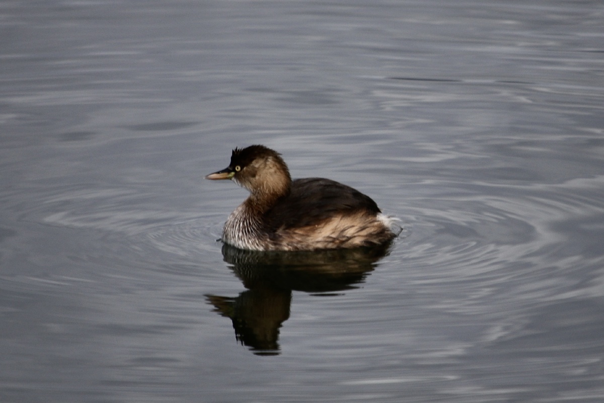 茈碧湖里的小鸊鷉又名油鸭水葫芦油葫芦王八鸭子
