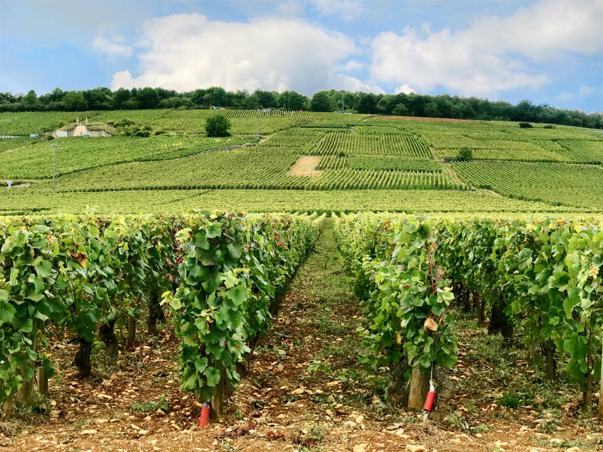 罗曼尼康帝的葡萄园摄于法国勃艮第产区葡萄酒爱好者必去朝圣的葡萄园