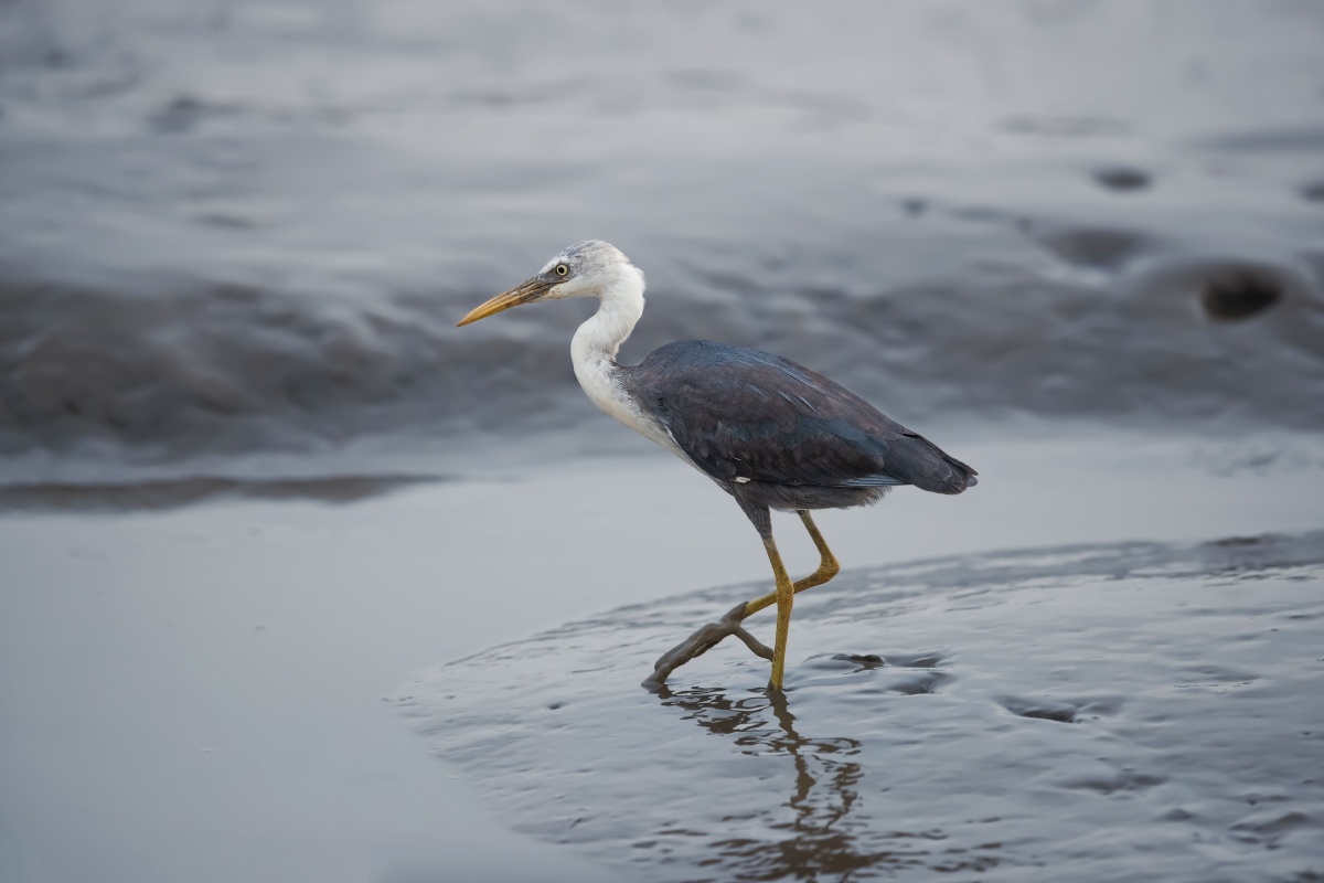 早上好斑鹭大陆唯一最后一组