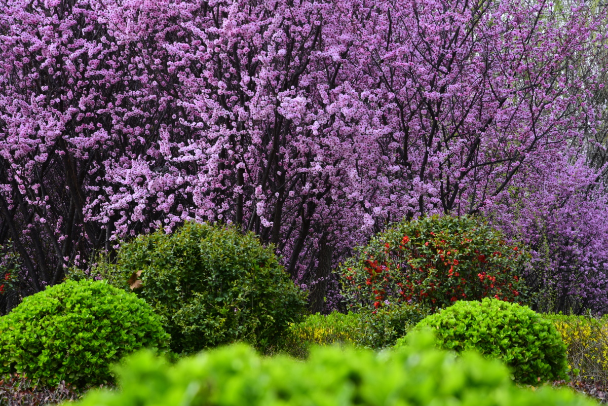 五彩缤纷的景色,为春天增光添彩,处处呈现春意盎然的景象.