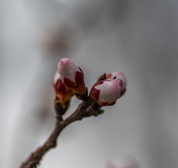 20136