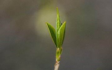 20116