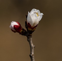 20129